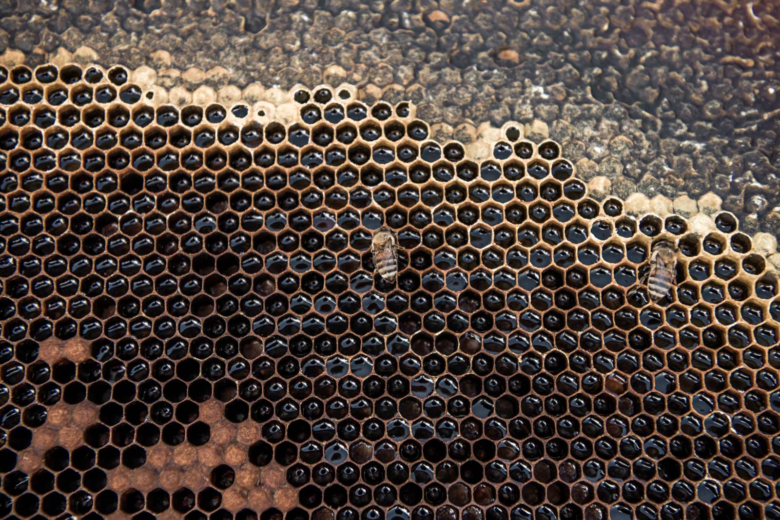 honeycomb-up-close