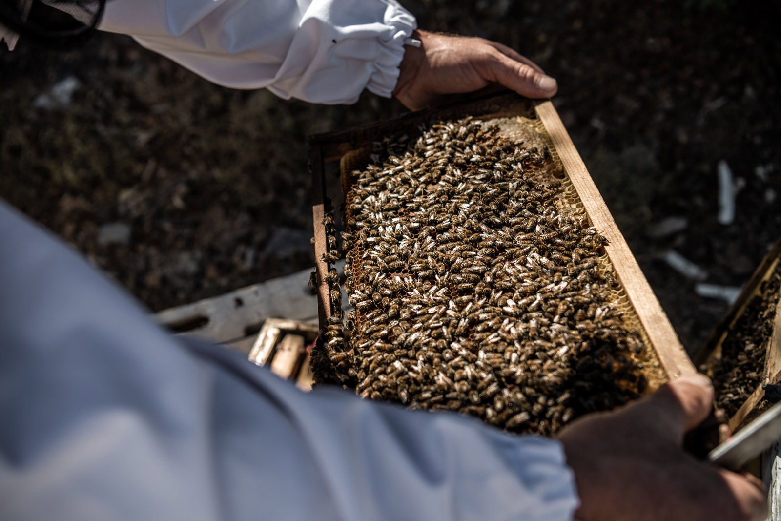 man-holds-honeycomb